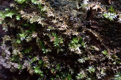 Rhynchostegium serrulatum, photographed by John Kees