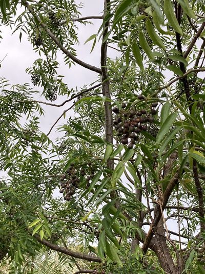Zanthoxylum coco, photographed by Facundo Chieffo