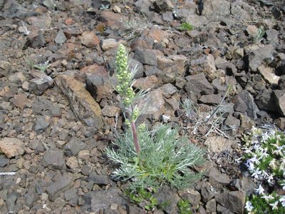 Artemisia campestris, photographed by John Brew
