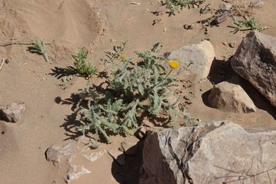Pulicaria mauritanica, photographed by Olivier Argagnon