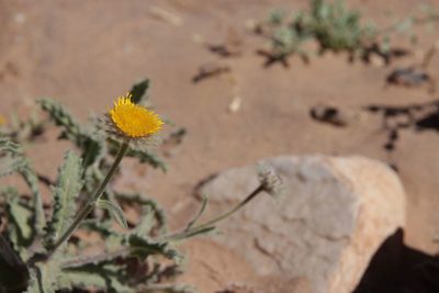 Pulicaria mauritanica, photographed by Olivier Argagnon