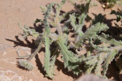 Pulicaria mauritanica, photographed by Olivier Argagnon