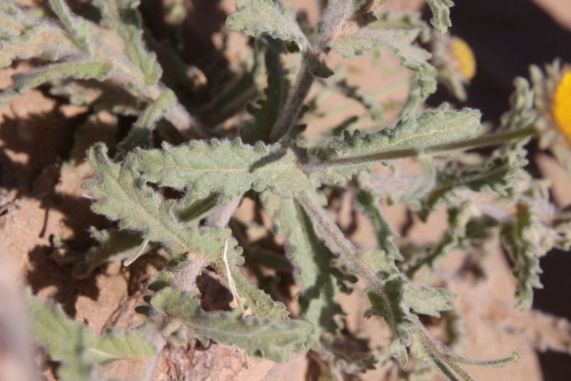Pulicaria mauritanica, photographed by Olivier Argagnon