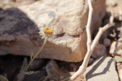 Pulicaria mauritanica, photographed by Olivier Argagnon