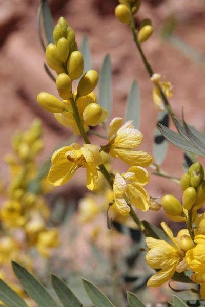 Senna alexandrina, photographed by Olivier Argagnon