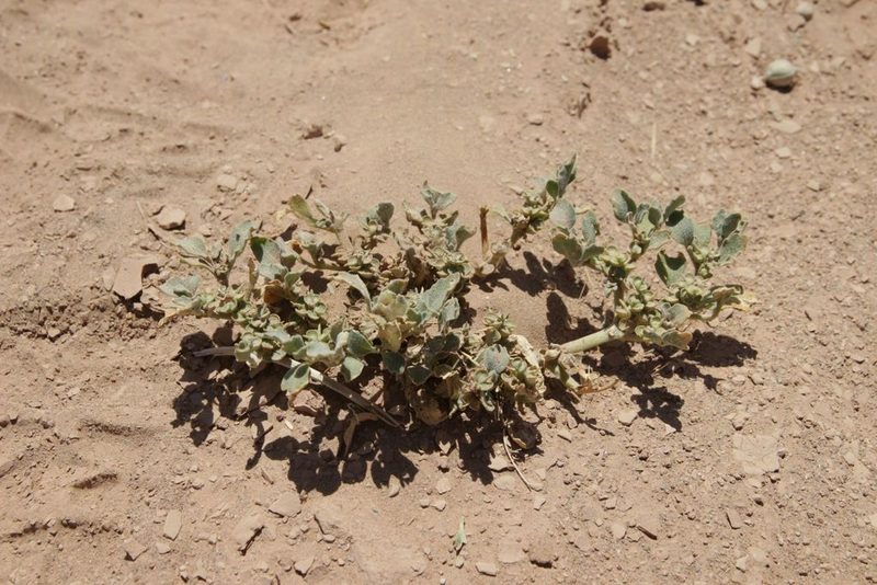 Anastatica hierochuntica, photographed by Olivier Argagnon