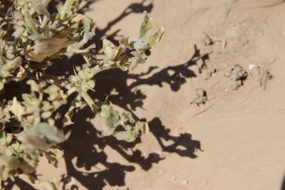 Anastatica hierochuntica, photographed by Olivier Argagnon