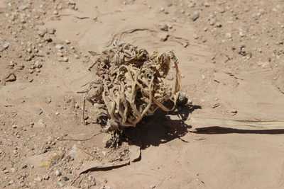Anastatica hierochuntica, photographed by Olivier Argagnon