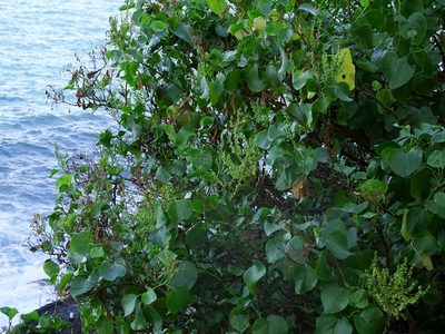 Rumex lunaria, photographed by Christian Berg