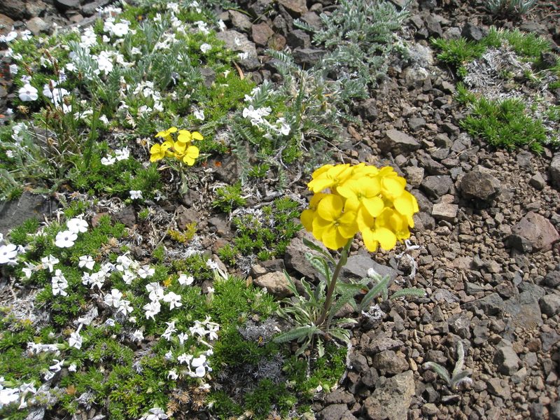 Erysimum arenicola, photographed by John Brew