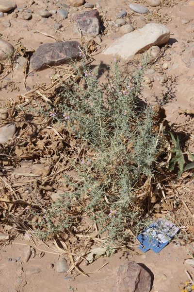 Zygophyllum zilloides, photographed by Olivier Argagnon