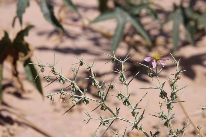 Zygophyllum zilloides, photographed by Olivier Argagnon