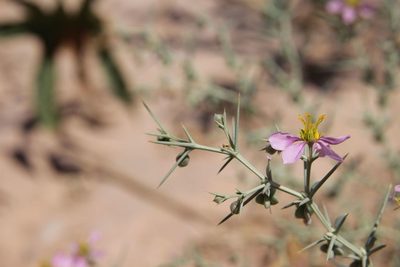 Zygophyllum zilloides, photographed by Olivier Argagnon