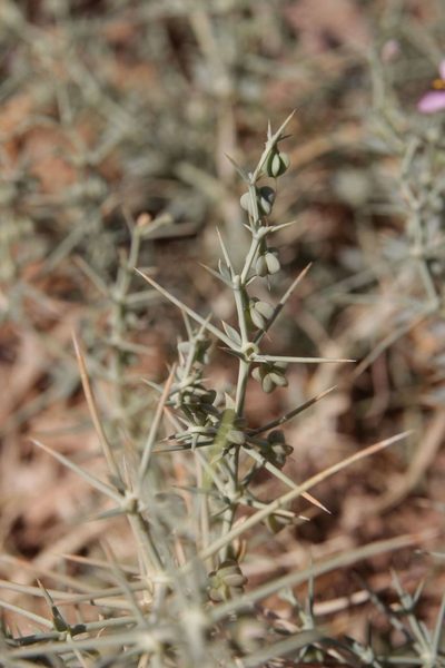 Zygophyllum zilloides, photographed by Olivier Argagnon