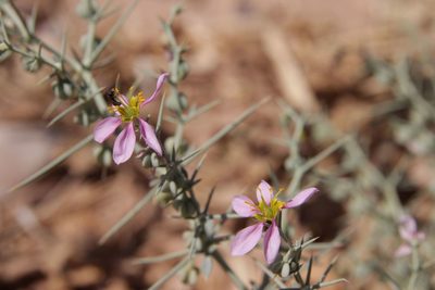 Zygophyllum zilloides, photographed by Olivier Argagnon