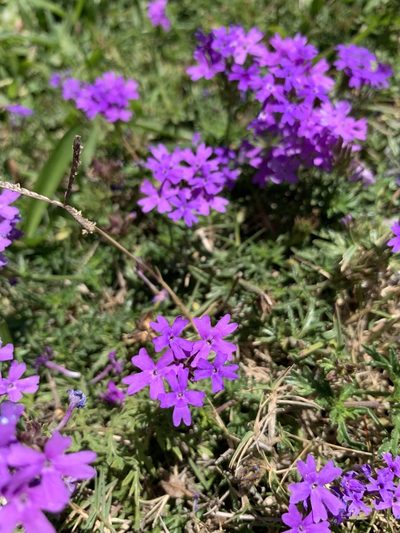 Verbena selloi, photographed by Florencia Grattarola