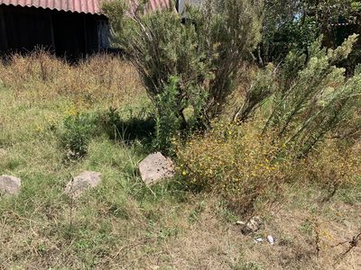 Coleostephus myconis, photographed by Florencia Grattarola