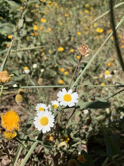 Cladanthus mixtus, photographed by Florencia Grattarola