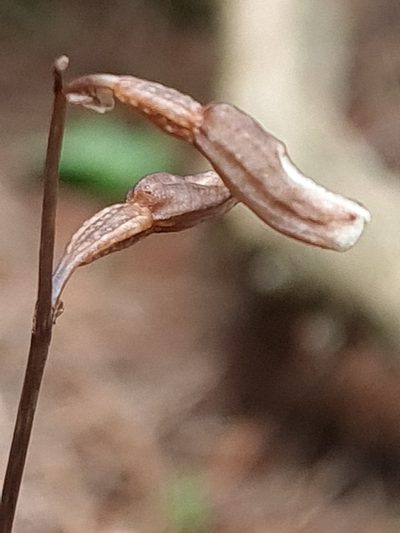 Gastrodia minor, photographed by gnapp