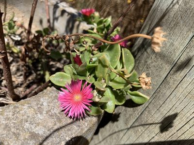 Mesembryanthemum cordifolium, photographed by Florencia Grattarola