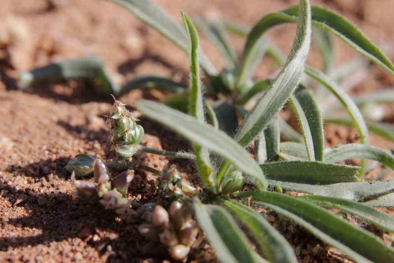Plantago amplexicaulis, photographed by Olivier Argagnon