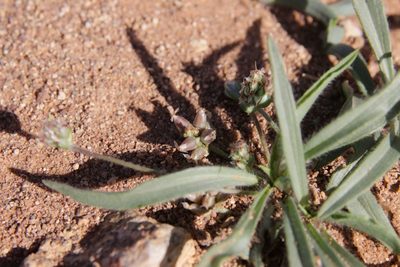Plantago amplexicaulis, photographed by Olivier Argagnon