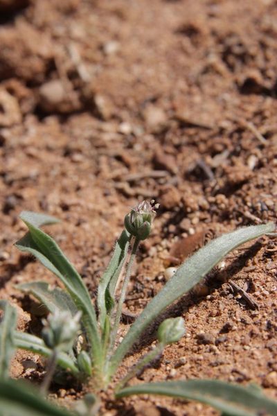 Plantago amplexicaulis, photographed by Olivier Argagnon