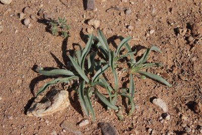 Plantago amplexicaulis, photographed by Olivier Argagnon