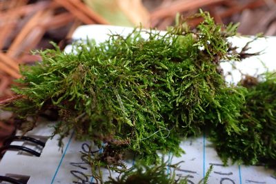 Leskea australis, photographed by John Kees