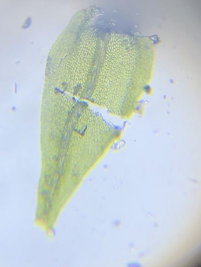 Leskea australis, photographed by John Kees