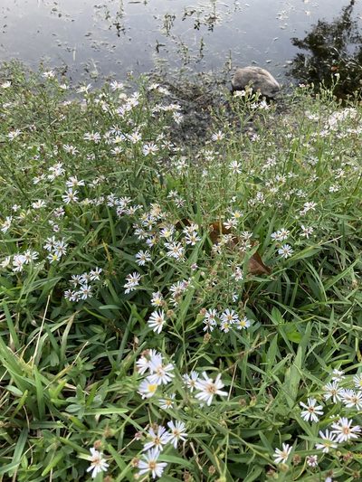 Symphyotrichum simmondsii, photographed by Liz F