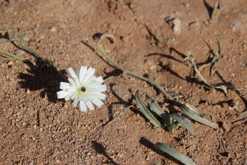 Picris albida, photographed by Olivier Argagnon