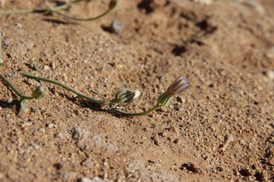 Picris albida, photographed by Olivier Argagnon
