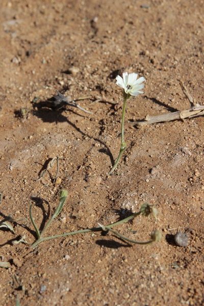 Picris albida, photographed by Olivier Argagnon