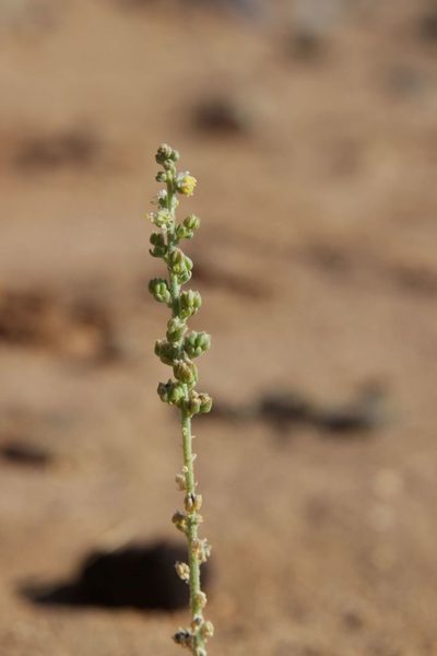 Caylusea hexagyna, photographed by Olivier Argagnon