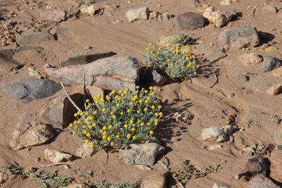 Brocchia cinerea