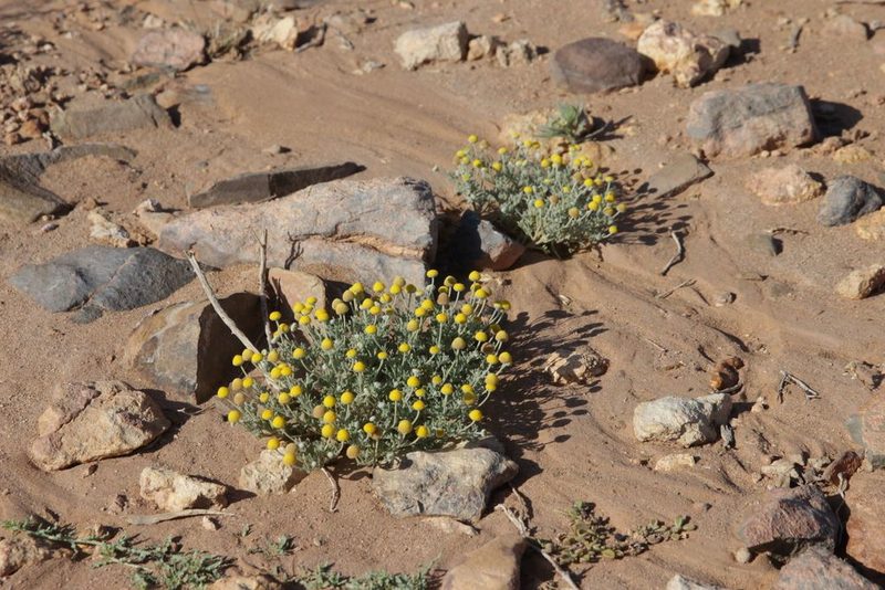 Brocchia cinerea, photographed by Olivier Argagnon