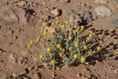 Brocchia cinerea, photographed by Olivier Argagnon