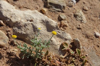 Brocchia cinerea, photographed by Olivier Argagnon