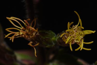 Brickellia betonicifolia, photographed by Brian Finzel