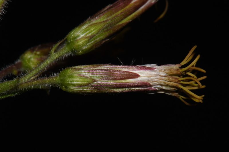 Brickellia betonicifolia, photographed by Brian Finzel
