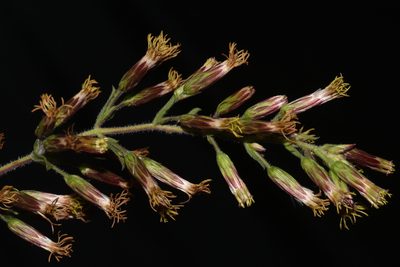 Brickellia betonicifolia, photographed by Brian Finzel