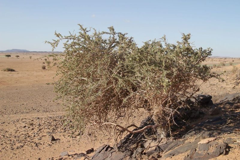 Maerua crassifolia, photographed by Olivier Argagnon