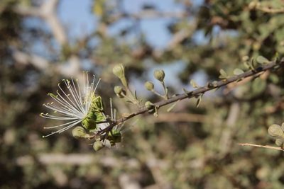 Maerua crassifolia, photographed by Olivier Argagnon