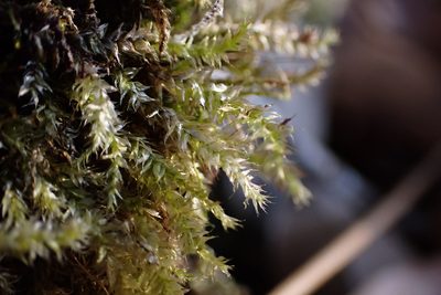 Rhynchostegium serrulatum, photographed by John Kees