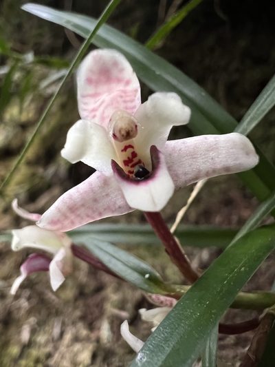 Maxillaria lawrenceana, photographed by Nicolás Baresch Uribe