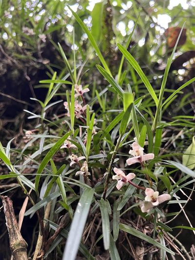 Maxillaria lawrenceana, photographed by Nicolás Baresch Uribe