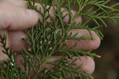 Chamaecyparis obtusa, photographed by Eric Knight