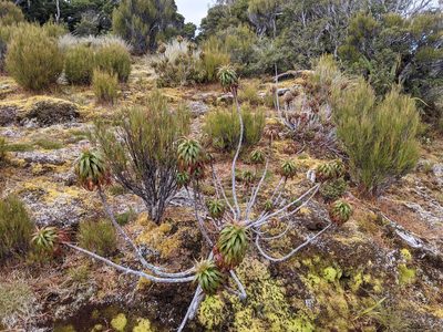 Dracophyllum menziesii, photographed by Patrick Lam
