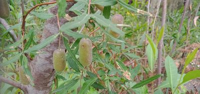 Billardiera scandens, photographed by Carl Ramirez